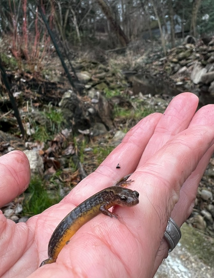 Northern Two-lined Salamander